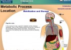 Video: Metabolic Process Location | Recurso educativo 39928