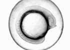 Video: All Embryos | Recurso educativo 39950