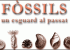 Fòssils: un esguard al passat | Recurso educativo 43958