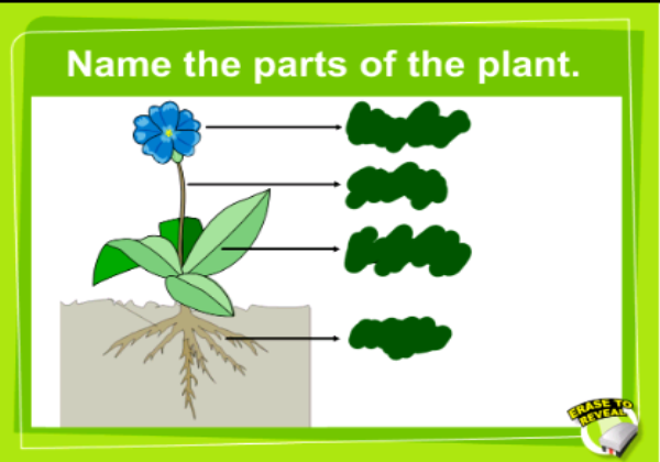 Plant parts | Recurso educativo 47351