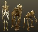 Skeletal anatomy | Recurso educativo 58096