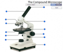 The compound microscope | Recurso educativo 59849