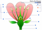Quiz: Parts of flower | Recurso educativo 60075