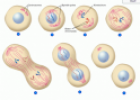 Cell mitosis | Recurso educativo 60367