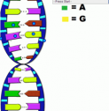 Label a DNA molecule | Recurso educativo 61803