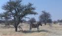 Vídeo: imatges d'un grup de zebres | Recurso educativo 11319