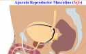 Aparato reproductor masculino | Recurso educativo 13808