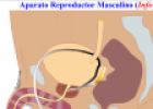 Aparato reproductor masculino | Recurso educativo 13808