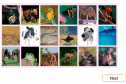 Animals (memory game) | Recurso educativo 17590