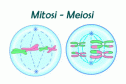 Mitosi-Meiosi | Recurso educativo 19913