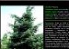 Árboles ornamentales | Recurso educativo 21085