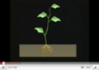 Video: Plant parts | Recurso educativo 23653