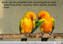 Birds | Recurso educativo 23770