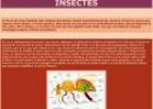 Insectes | Recurso educativo 25383