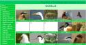 Ocells del nostre entorn | Recurso educativo 25581