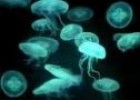 Invasión de medusas | Recurso educativo 26866