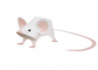 Animales: Ratón | Recurso educativo 31285
