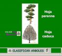Árboles: identificación por las hojas | Recurso educativo 6080