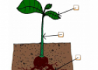 Parts of a plant | Recurso educativo 65234