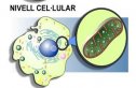 Molècules, cèl·lules, teixits, òrgans, sistemes i aparells | Recurso educativo 69303