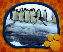 El Maravilloso Mundo de los Animales: Los Pingüinos | Recurso educativo 70851