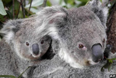 Calls to protect Australia's koalas | Recurso educativo 72703