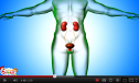 Video: Excretory system | Recurso educativo 77188