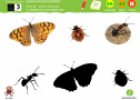 Somos investigadores: La forma de los insectos | Recurso educativo 79023