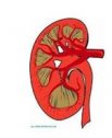 Funcionamiento de los riñones y de las vías urinarias | Recurso educativo 79764
