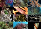 Organismos de los bosques submarinos | Recurso educativo 103608