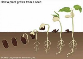 The Seed Germination Process | Recurso educativo 109044