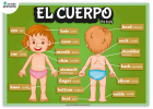 Las partes del cuerpo en inglés: infografía | Recurso educativo 421390