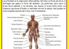 El sistema muscular | Recurso educativo 677295
