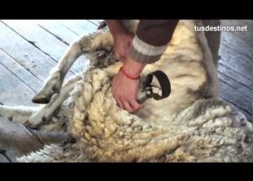 Esquilar una oveja | Recurso educativo 723251
