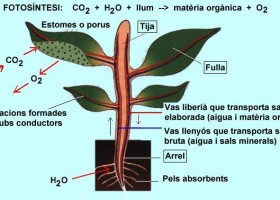 Nutrició d'una planta (fotosíntesi) | Recurso educativo 726936