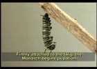 Amazing Life Cycle of a Monarch Butterfly | Recurso educativo 727350