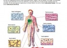 Molècules, cèl·lules, teixits, òrgans, sistemes i aparells | Recurso educativo 736734