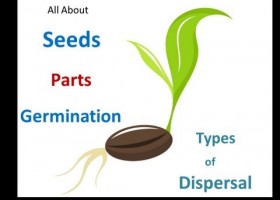 Seed parts ,Seed germination process ,Seed dispersal methods for Kids | Recurso educativo 738186