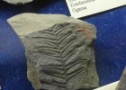 Amics del Museu Geològic del Seminari de Barcelona. Els fòssils del Carbonífer | Recurso educativo 740684