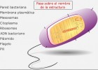 La célula procariota | Recurso educativo 743897