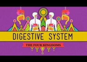 The Digestive System | Recurso educativo 746906