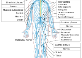Peripheral nervous system - Wikipedia, the free encyclopedia | Recurso educativo 754741
