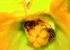 Les abelles i l'agricultura | Recurso educativo 755301