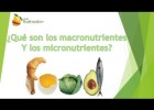 Macronutrients i micronutrients | Recurso educativo 755365
