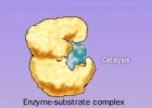 Enzyme (Enzima) | Recurso educativo 755458