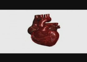 Malalties cardiovasculars | Recurso educativo 762689