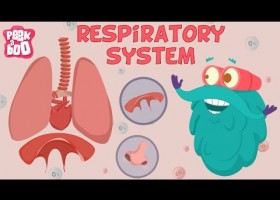 Breathing and the respiratory system | Recurso educativo 724541