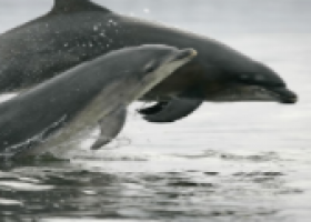 Videos of whales and dolphins - Whale and dolphin sounds - WDC Kids | Recurso educativo 725471