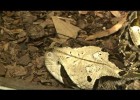 Video: The Reptiles | Recurso educativo 768752