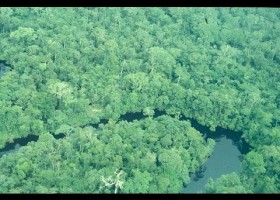 Manejo forestal sostenible | Recurso educativo 768986